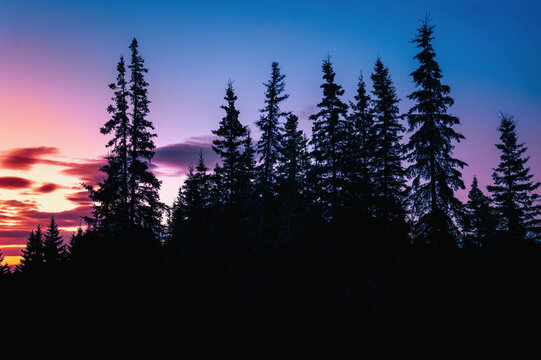 Sunrise over fir trees in tundra woodland in Kenai Mountains, Alaska, USA