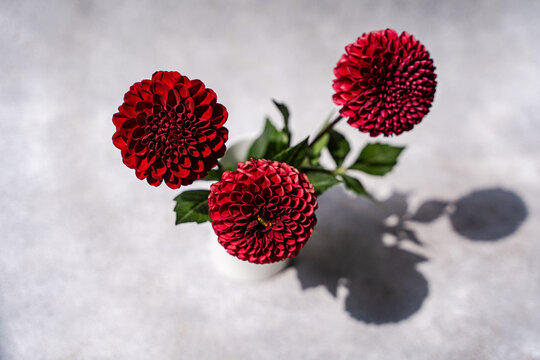 Close-up overhead view of three dark red Pompon Dahlias in a vase on a grey concrete table