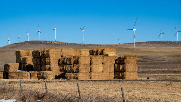 Rectangular hay bales stacked in a field with a row of Wind turbines in the distance, Pincher Creek, Alberta, Canada