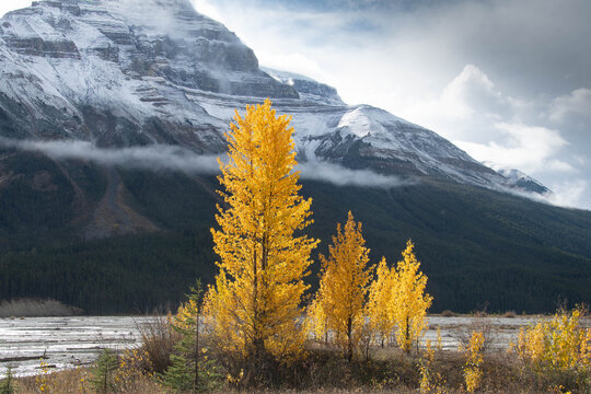 Autumnal aspen trees against a dramatic backdrop of snowcapped mountain peaks and low clouds on a winter day, Waterton Lakes National Park, Alberta, Canada