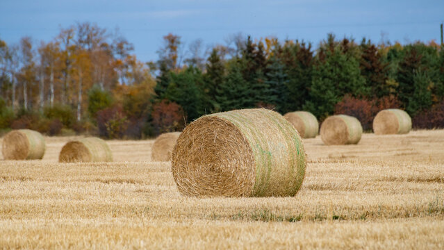 Round hay bales in an agricultural field on an autumn day, Alberta, Canada