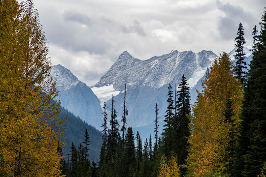 Autumnal forest landscape with Mt Blakiston and snowcapped mountains in the distance, Canadian Rocky Mountains, Waterton Lakes National Park, Alberta, Canada