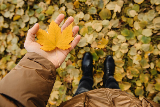 Personal perspective of a man in warm clothing standing amongst autumn leaves holding a yellow maple leaf in the palm of his hand, Russia