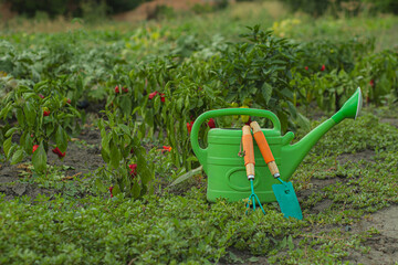 Green Gardening Tools In Pepper Vegetable Garden.  Green watering can with hand tools stands among ripening pepper plants, representing vegetable gardening, cultivation, irrigation © Rudi