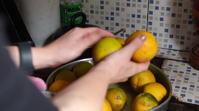 M&atilde;os selecionando laranjas frescas para preparar comida ou suco em cozinha simples brasileira