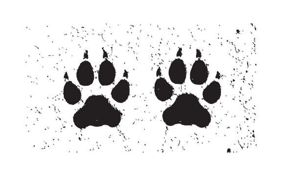 Pair of muddy wolf paw prints with textured splatter for forest floor tracking concepts.