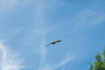 Obraz premium Oiseau de proie planant dans le ciel bleu à la cime d'une forêt