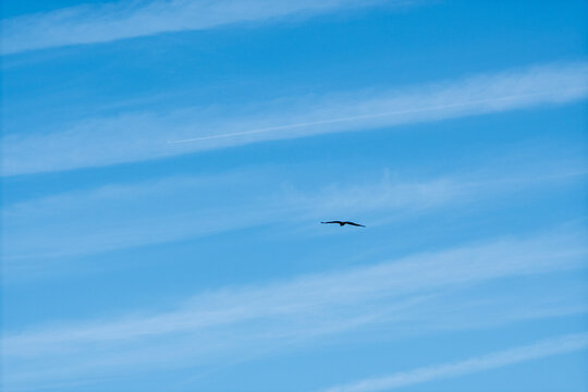 Symbole de libert&eacute; et d'immensit&eacute; avec un oiseau sauvage dans l'azur