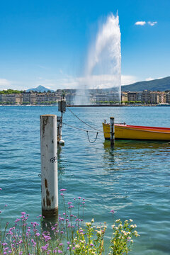  Panorama estival de la rade de Gen&egrave;ve avec son c&eacute;l&egrave;bre jet d'eau et fleurs sauvages
