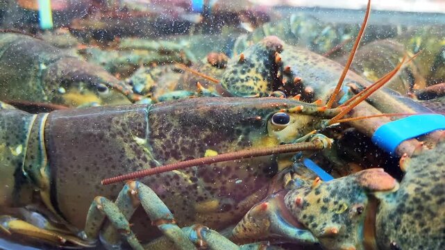 Live lobsters in market tank for sale