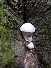 White Bracket Fungi Growing Inside Tree Bark Hollow with Green Moss © DMYTRO HEORHIIEV