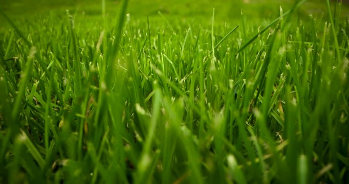 sliding above green grass. lawn care