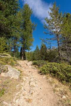 Peaceful autumn landscape with larch forest in Val da Camp, Engadin, Switzerland, on a sunny day near Lagh da Saoseo, evoking silence, mindfulness, wellbeing and connection with nature.