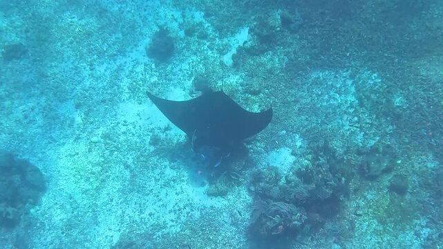 Manta Ray Swimming Over Coral Reef in Clear Blue Tropical Water