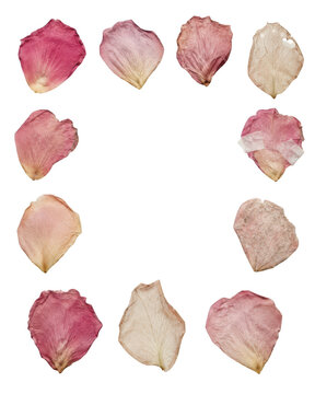 A collection of dried pink rose petals arranged in a square border frame isolated on transparent background