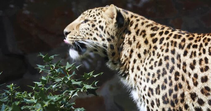Close-Up of a Spotted Leopard Resting Near Green Foliage