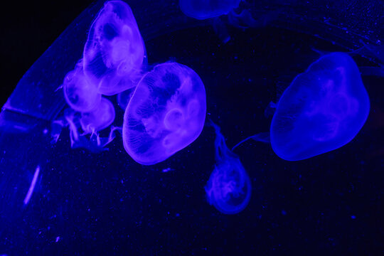 Bioluminescent Jellyfish