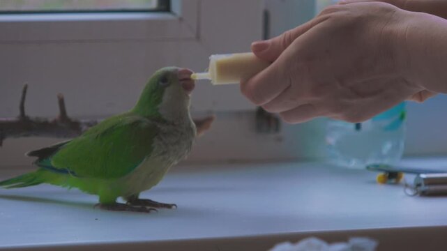 Small green pet parrot being hand fed by a person indoors near a window.
