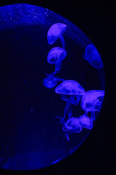 Bioluminescent Jellyfish