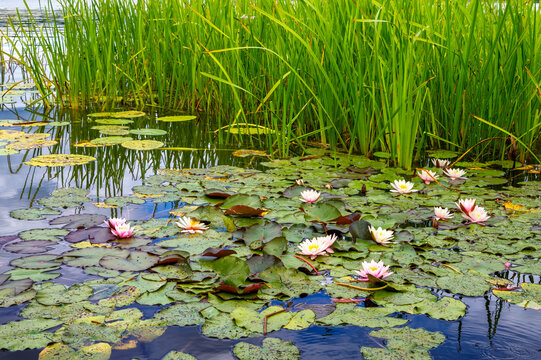 Idyllische Waserlandschaft mit Seerosen, Ruppiner Seenplatte, Brandenburg, Deutschland