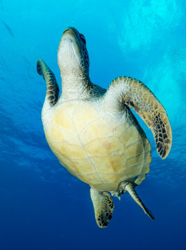 Majestic Green Sea Turtle Swimming Gracefully in the Blue Ocean