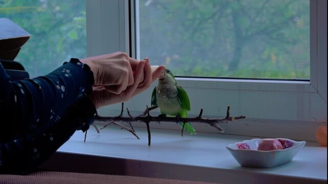 A person feeds a small green parrot perched on a branch inside a home near a window.