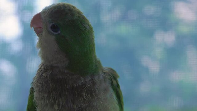 Close-up portrait of a small green parrot showing its feathers, eye and beak indoors.