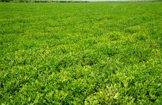 Field photography capturing the development of peanut plants in peanut fields 'yer fistigi'"