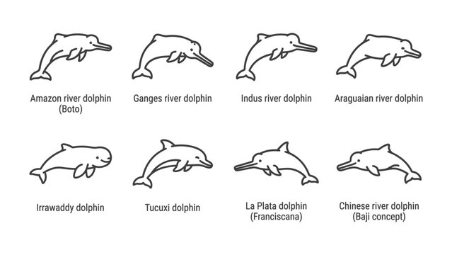 Dolphin Species Collection: A graphic representation illustrating various types of dolphin species with their respective labels.