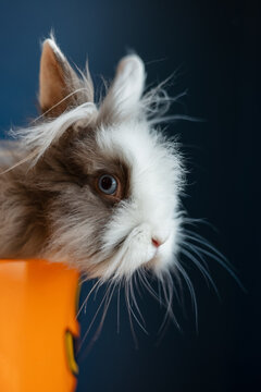 Fluffy Rabbit Peeking Out of Orange Pot