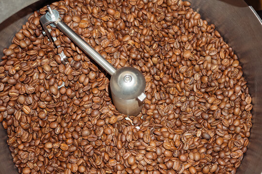 Roasted Coffee Beans in Cooling Drum