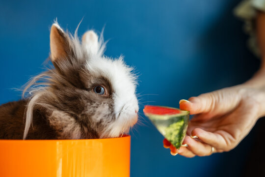 Fluffy Lionhead Rabbit