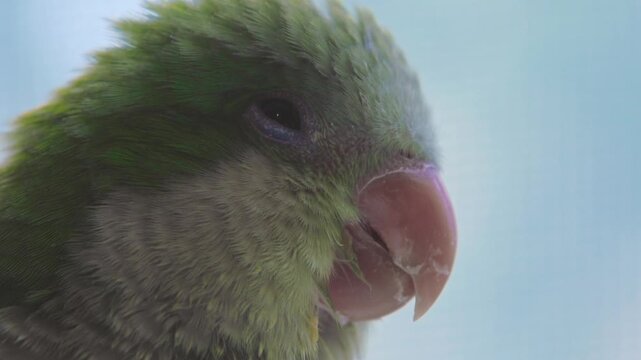 Close-up view of a small green pet parrot looking toward the camera indoors.