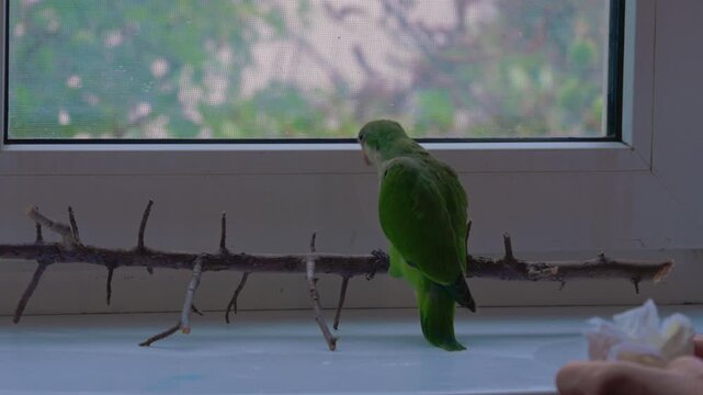 A person is cleaning the parrot's feeding area. High quality 4k footage