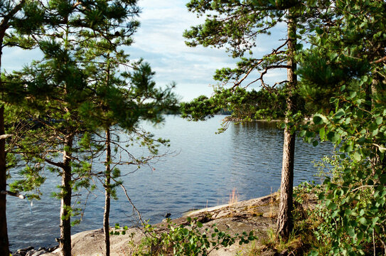 View of a lake surrounded by trees near a rocky shore