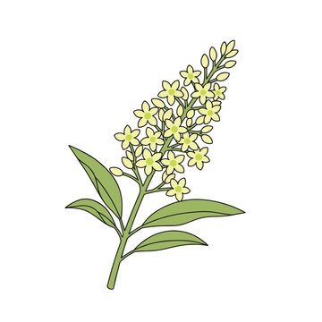 Branch of yellow star-shaped flowers and green lanceolate leaves shown in a clean botanical vector graphic illustration on white.