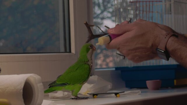 Person hand feeding a small green pet parrot perched on a branch inside a home.