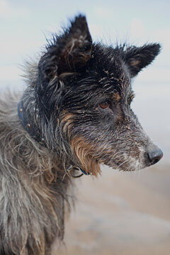 Wet and sandy dog with shaggy fur looks into the beach at distance