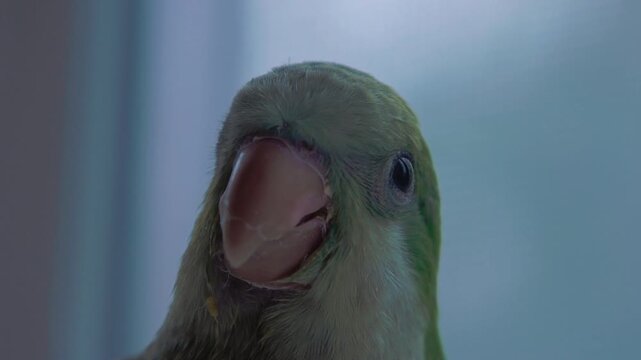 Detailed close-up of the face and beak of a small green pet parrot indoors.