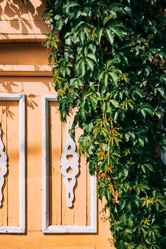 Green leaves on a bright orange wall near a wooden door