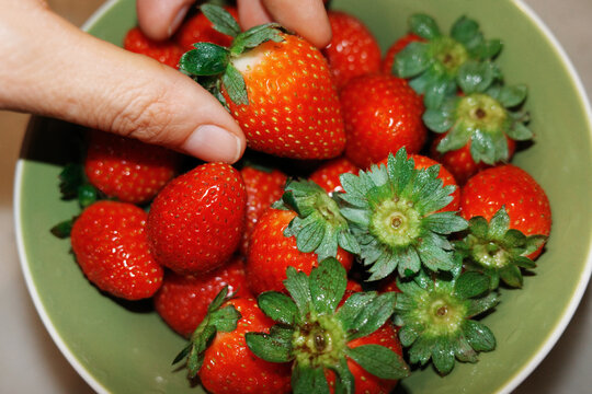Picking Fresh Strawberries from Bowl