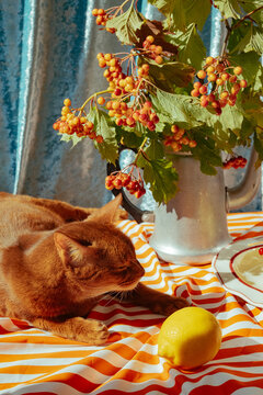 Cat resting on striped table with lemon and flowers