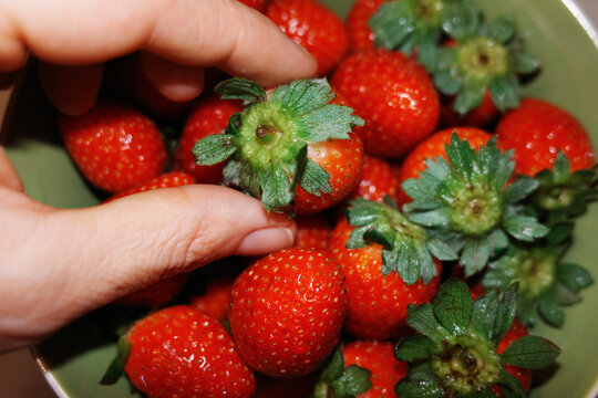 Picking Fresh Strawberries from Bowl