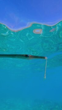Vertical footage, Close-up of a Bluespotted Cornetfish or Smooth Flutemouth, Fistularia commersonii survivor of a severe mouth fracture swims under the water surface 