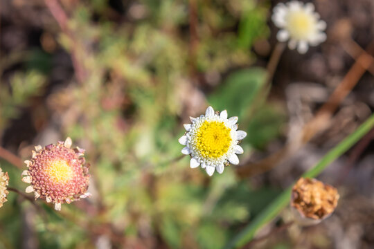 Cotula turbinata Bachelor Buttons Wildflower in Western Cape, South Africa