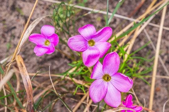 Oxalis polyphylla wildflower growing in Hout Bay, South Africa