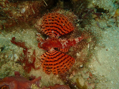 Red Lionfish Pterois Swimming with Extended Fanlike Fins Above Coral Reef