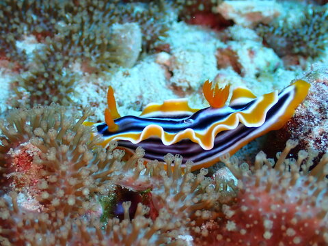 Variable Neon Slug Nembrotha kubaryana on Tropical Coral Reef