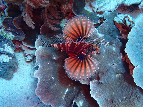 Lionfish Pterois volitans Displaying Large Fins Above Tropical Coral Reef