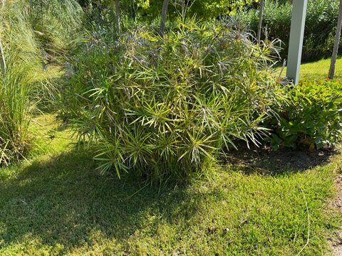 A lush clump of Umbrella Sedge (Cyperus alternifolius) with distinctive umbrella-like green leaves growing in a vibrant public park landscape under bright sunlight on a warm day.